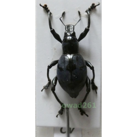 Pachyrhynchus sp. Germar, 1824 female Philippines42
